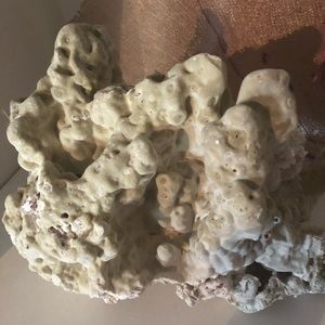 Collector Piece! Large Natural Green FIRE CORAL